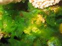 anadyomene stellata